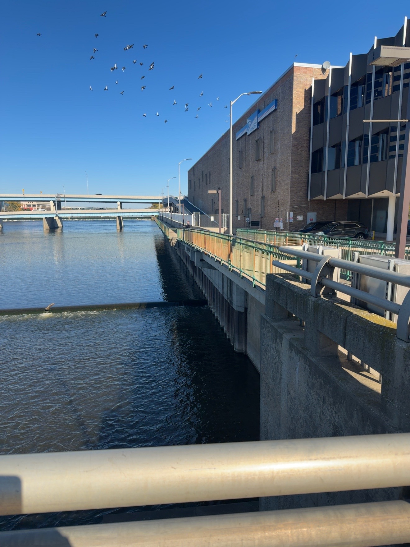 Birds over the Grand River